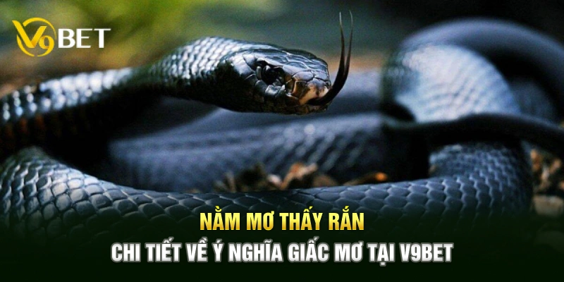 Nằm Mơ Thấy Rắn - Chi Tiết Về Ý Nghĩa Giấc Mơ Tại V9BET